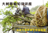 大树移植相关知识讲座